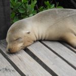 vista-leon-marino-dormido-galapagos